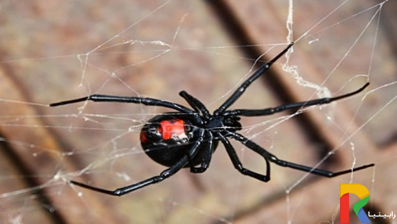 7 روش غلبه بر ترس از عنکبوت